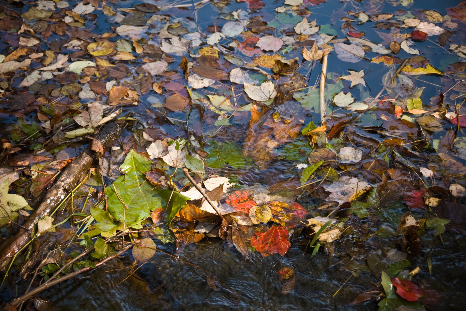 Colorful Fall Leaves