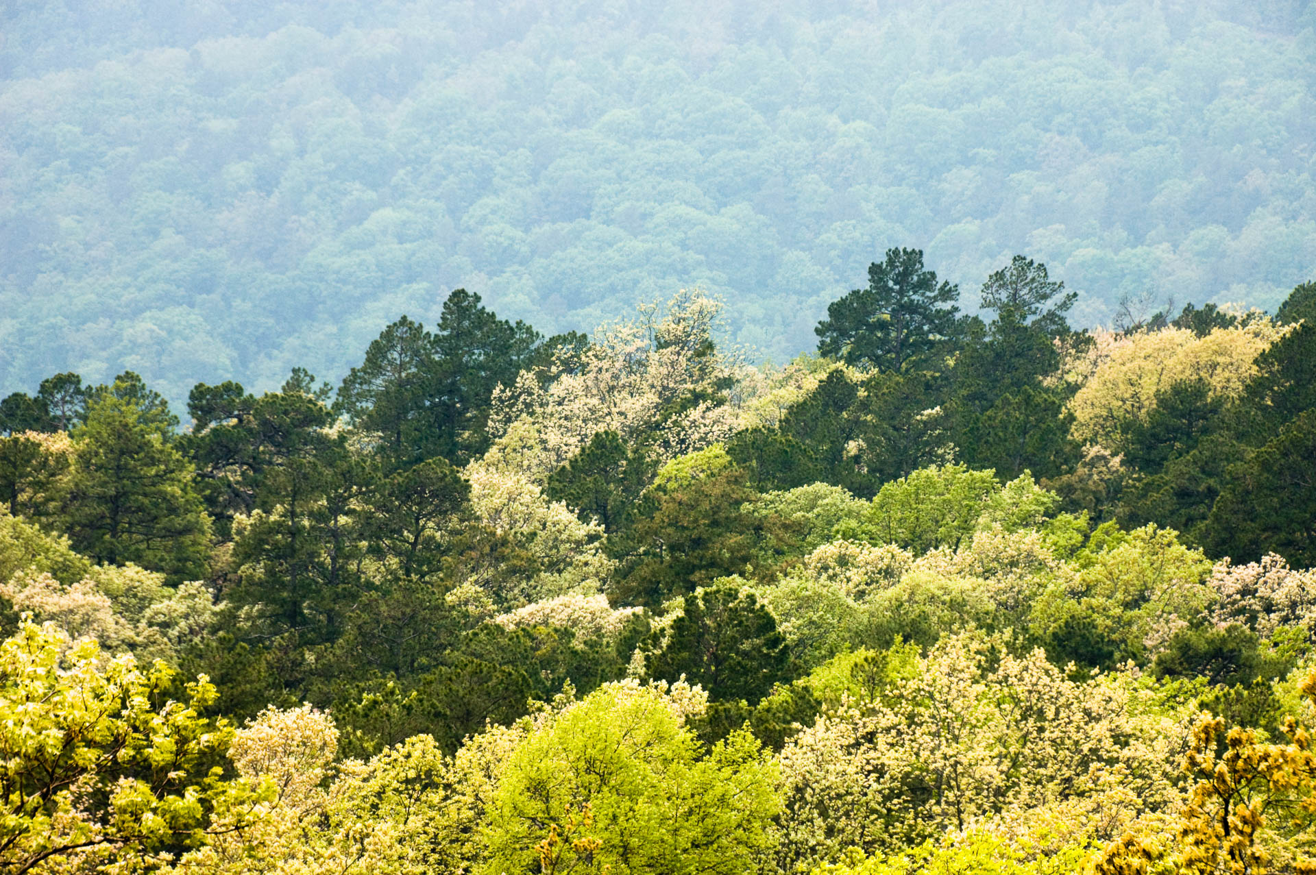 Shades of Green