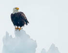 Tracy Arm Alaska