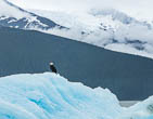 Tracy Arm Alaska