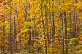 Roaring Mountain, Tennessee