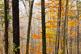 Roaring Mountain, Tennessee