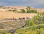 Blackfoot Indian Nation, Montana