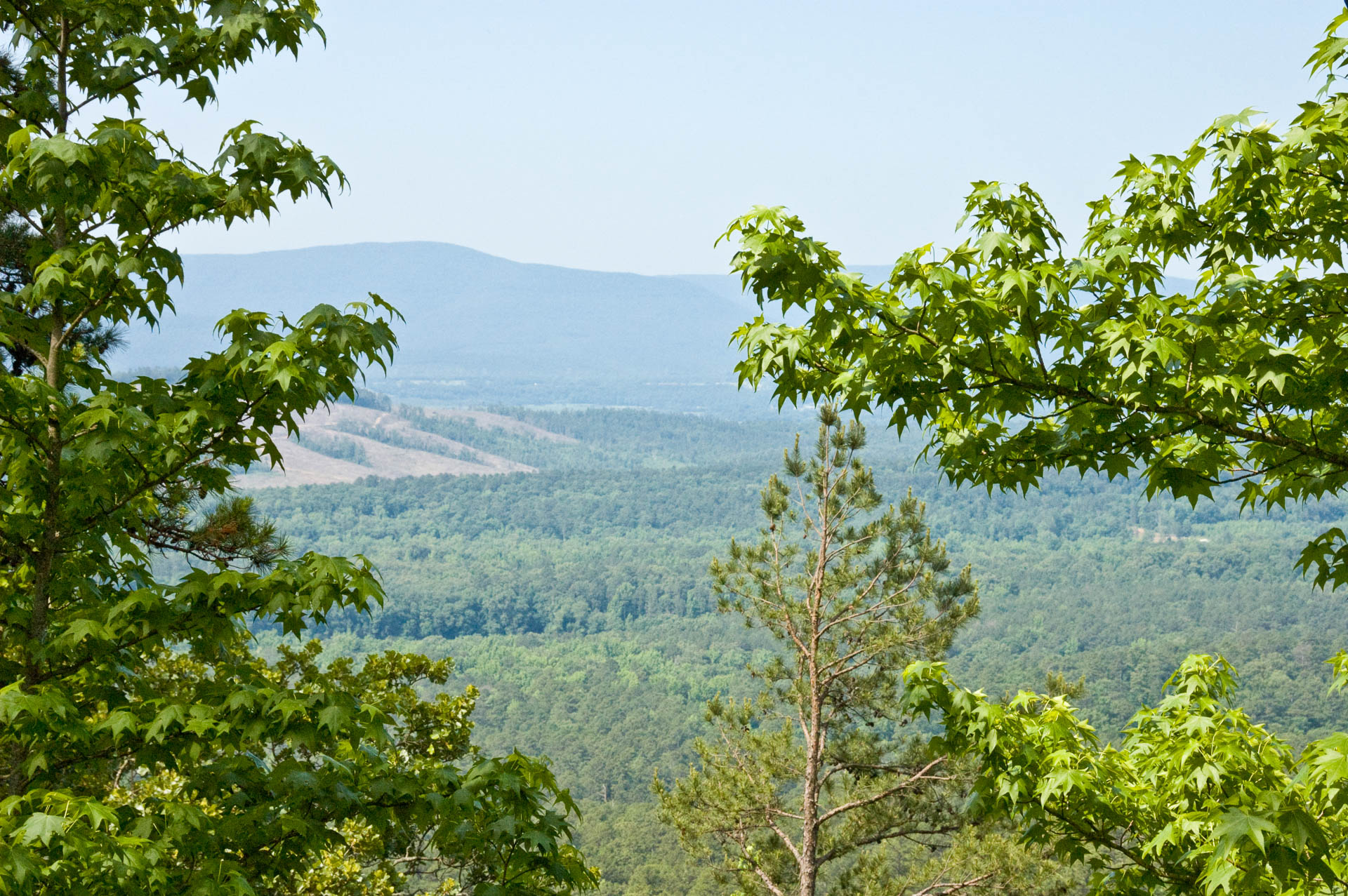 Sweetgum Overlook