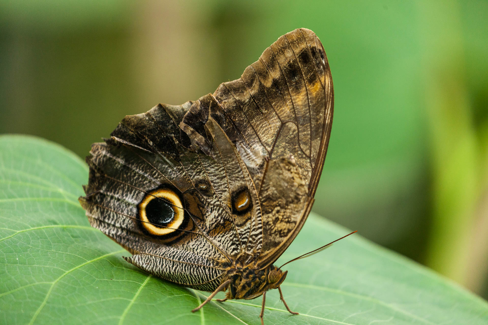 Costa Rica