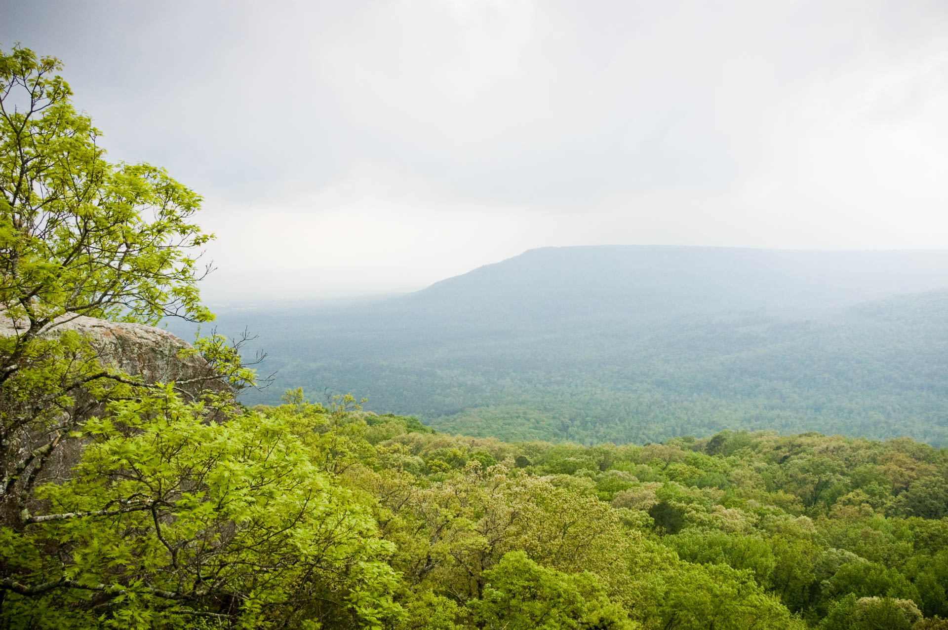 Foggy Green