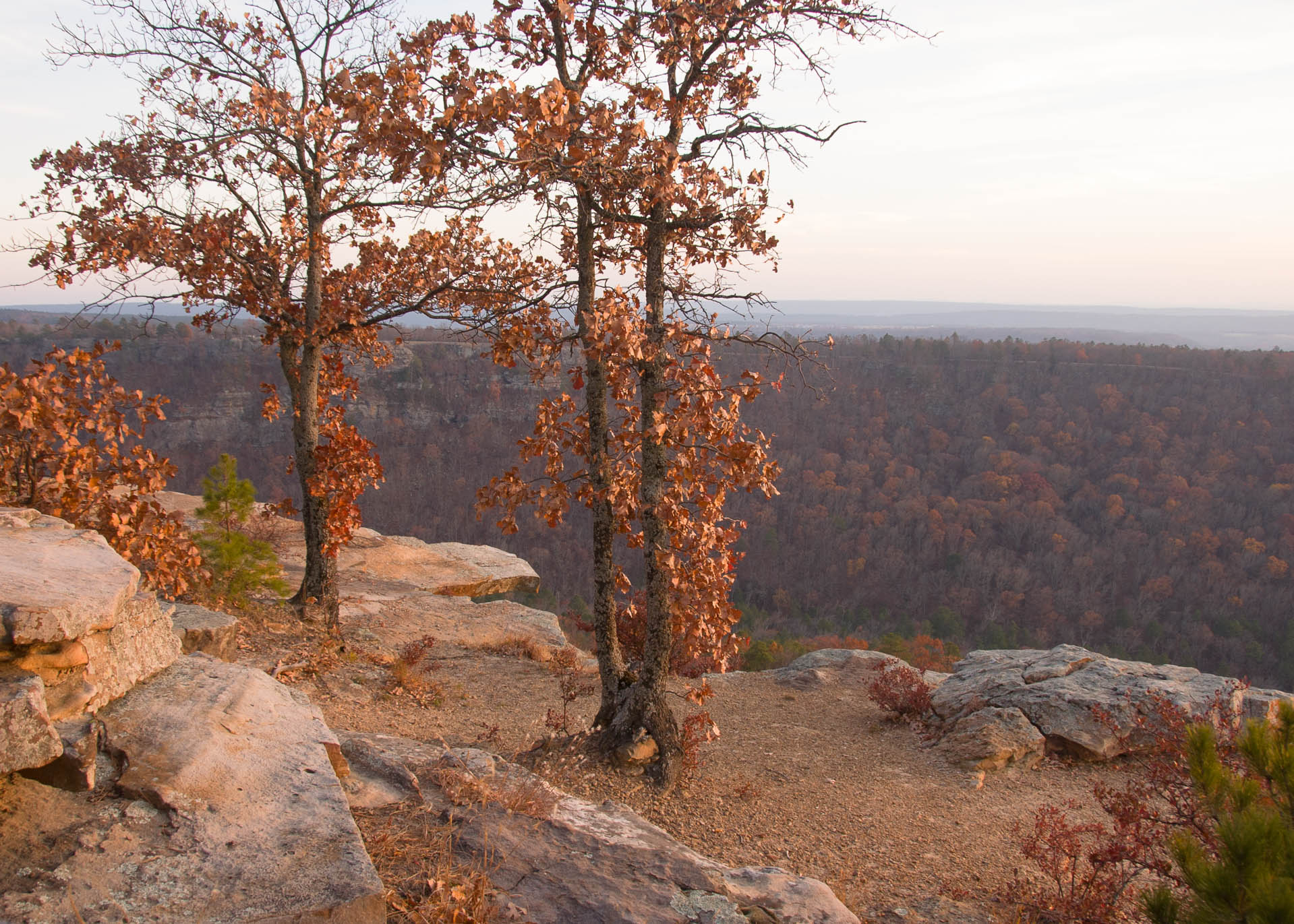 Petit Jean