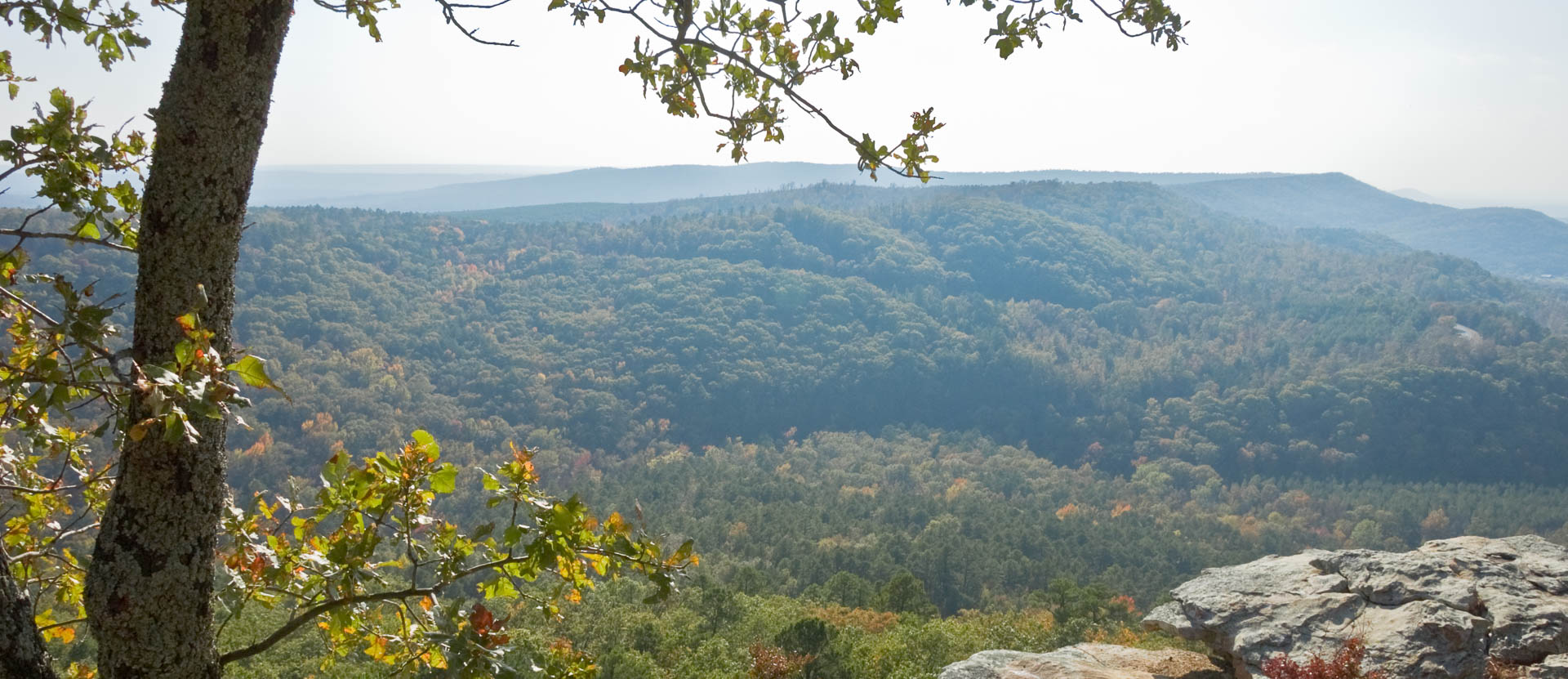 Overlook with Tree