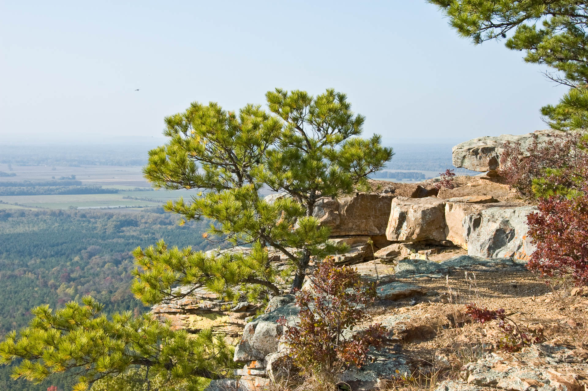 Pine and Rocks