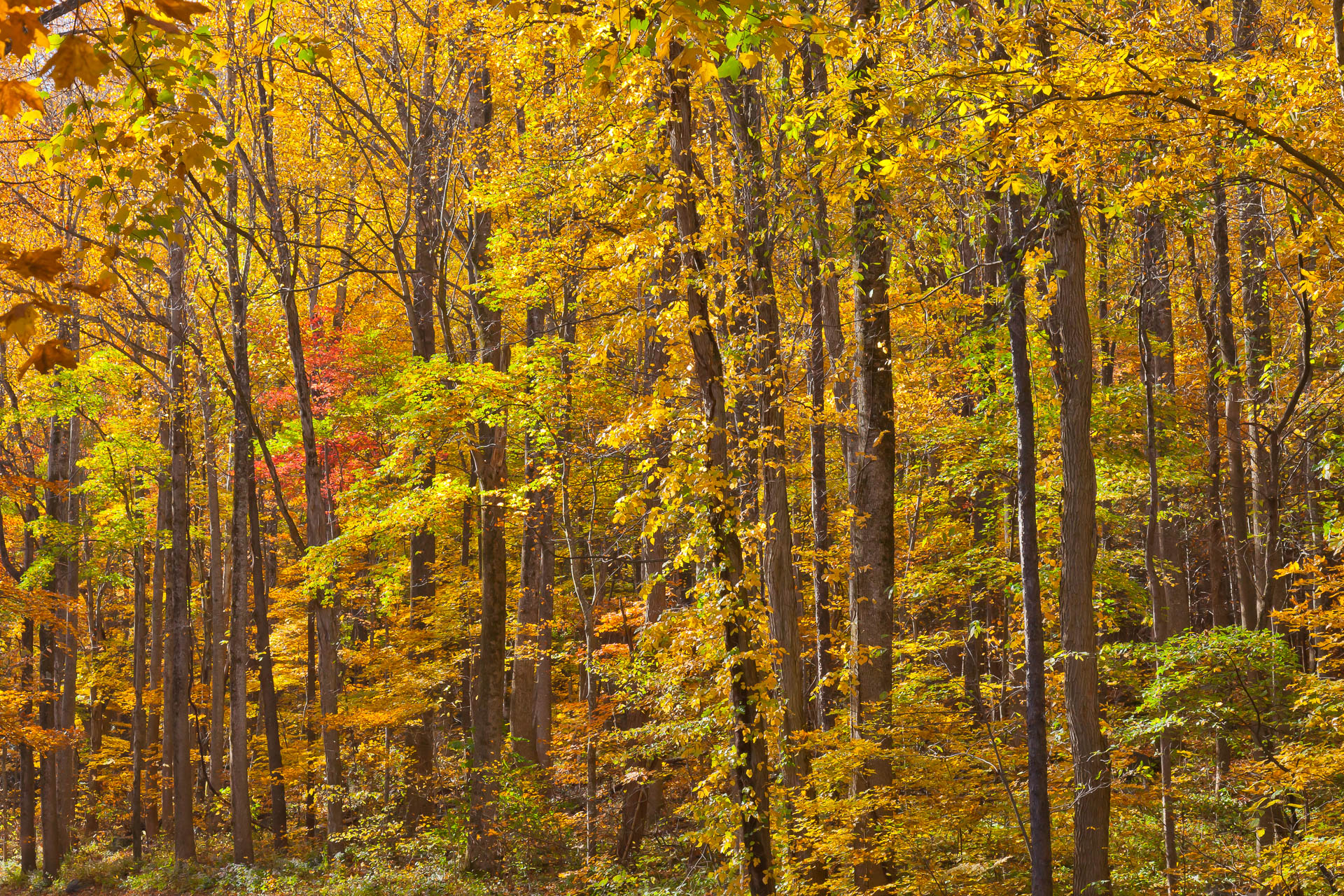 Roaring Mountain, Tennessee