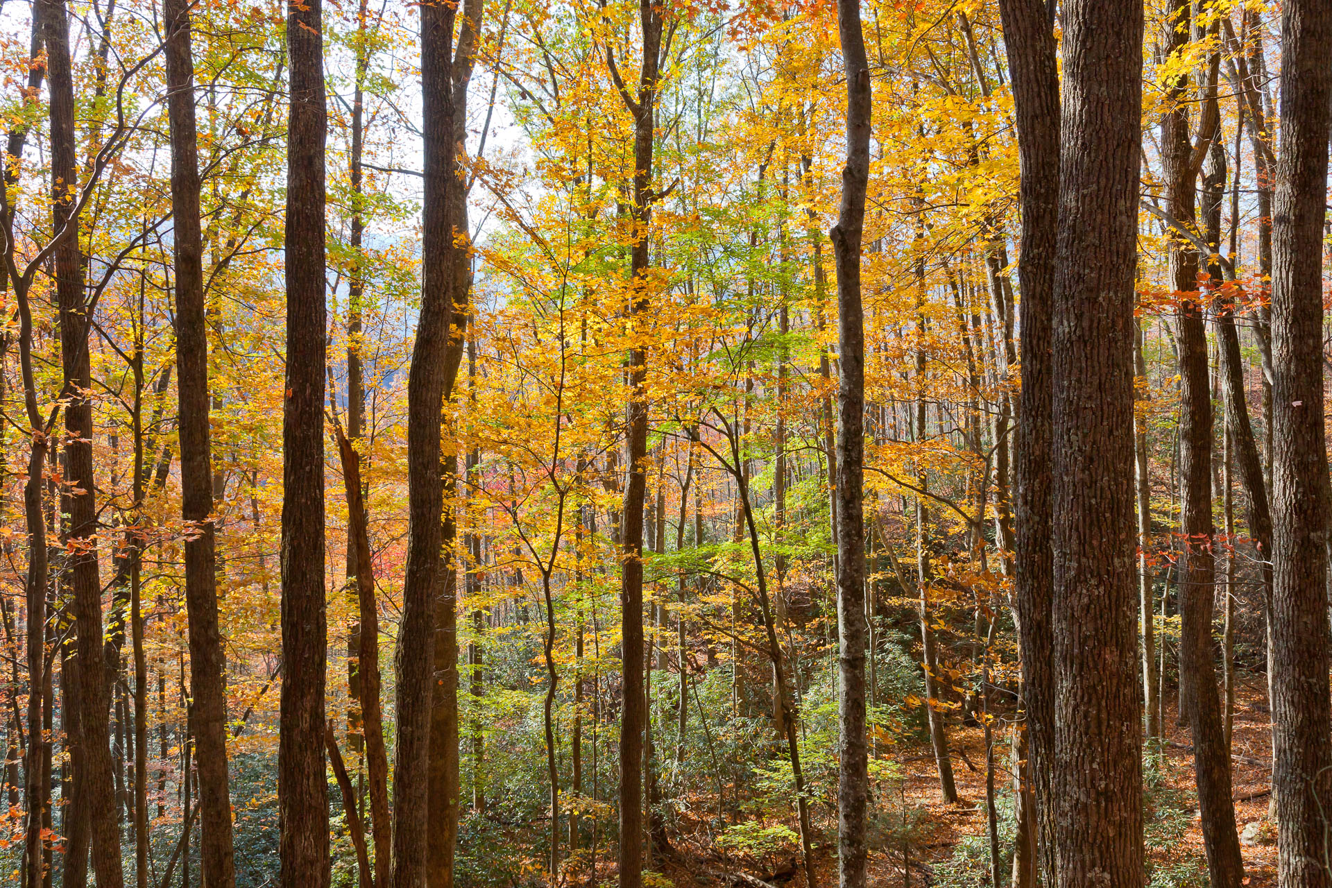 Great Smoky Mountains NP, Tennessee