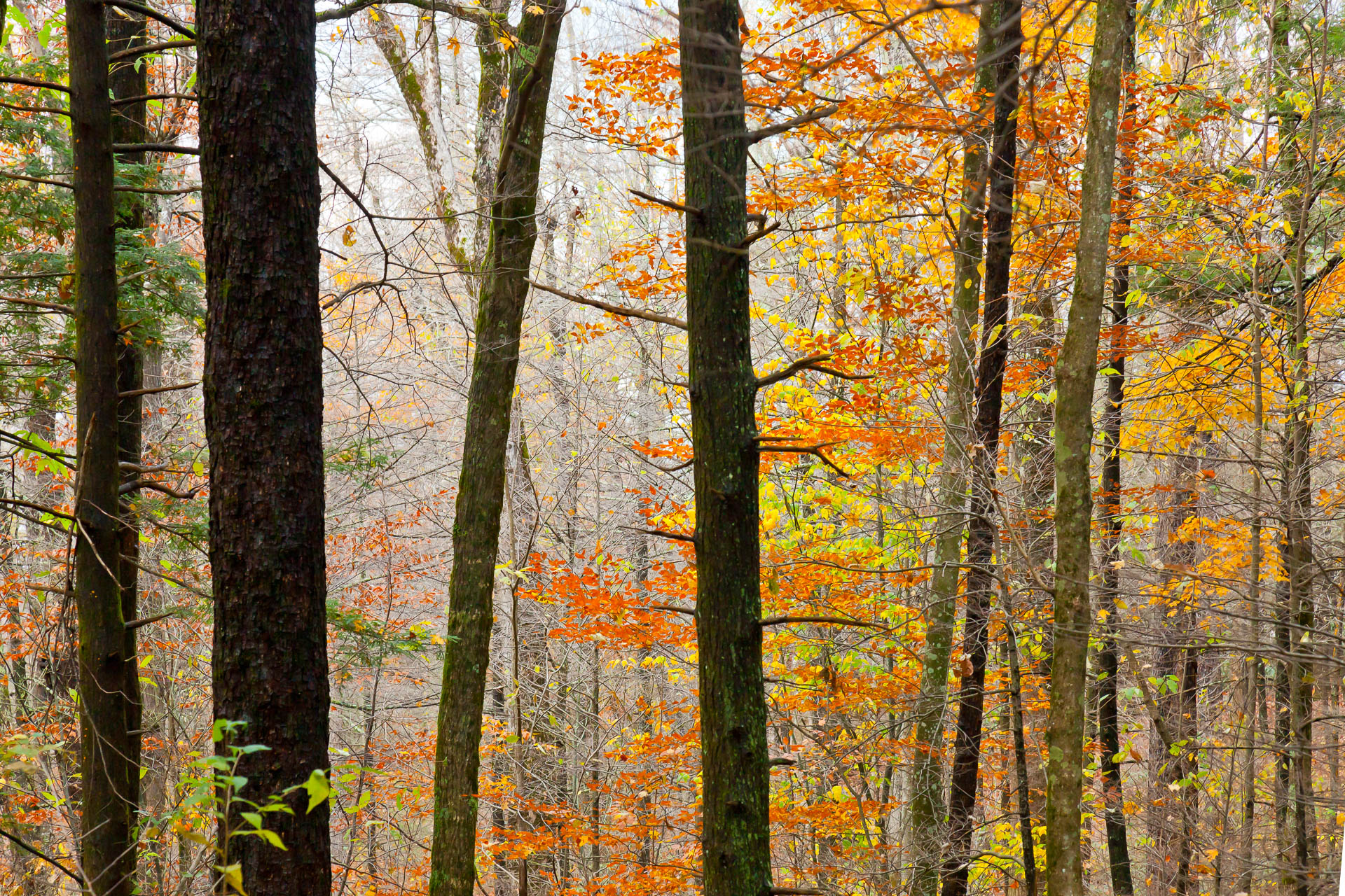 Roaring Mountain, Tennessee