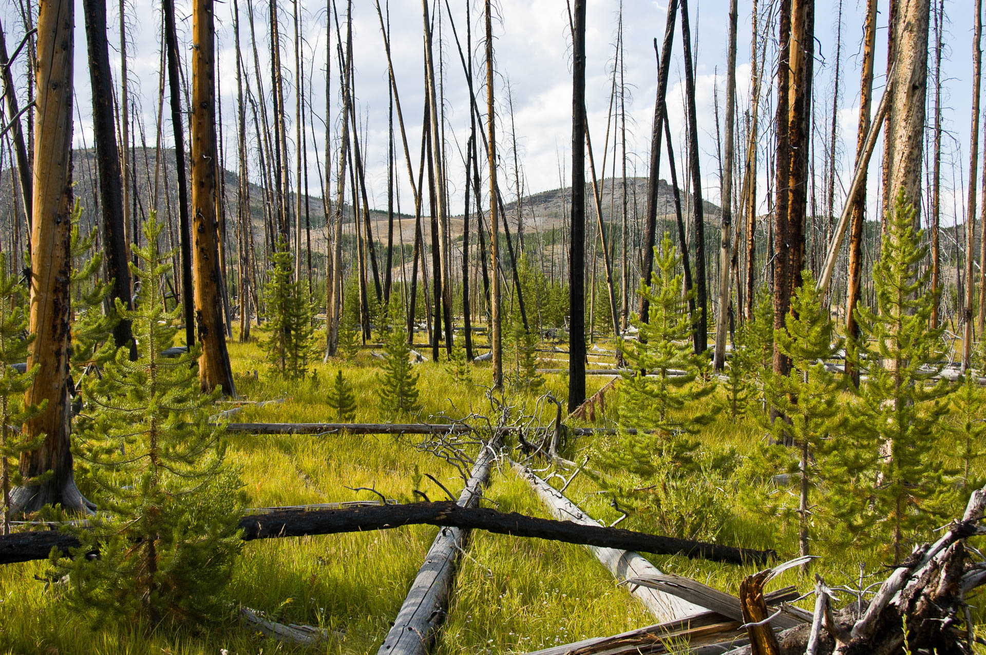 Yellowstone National Park