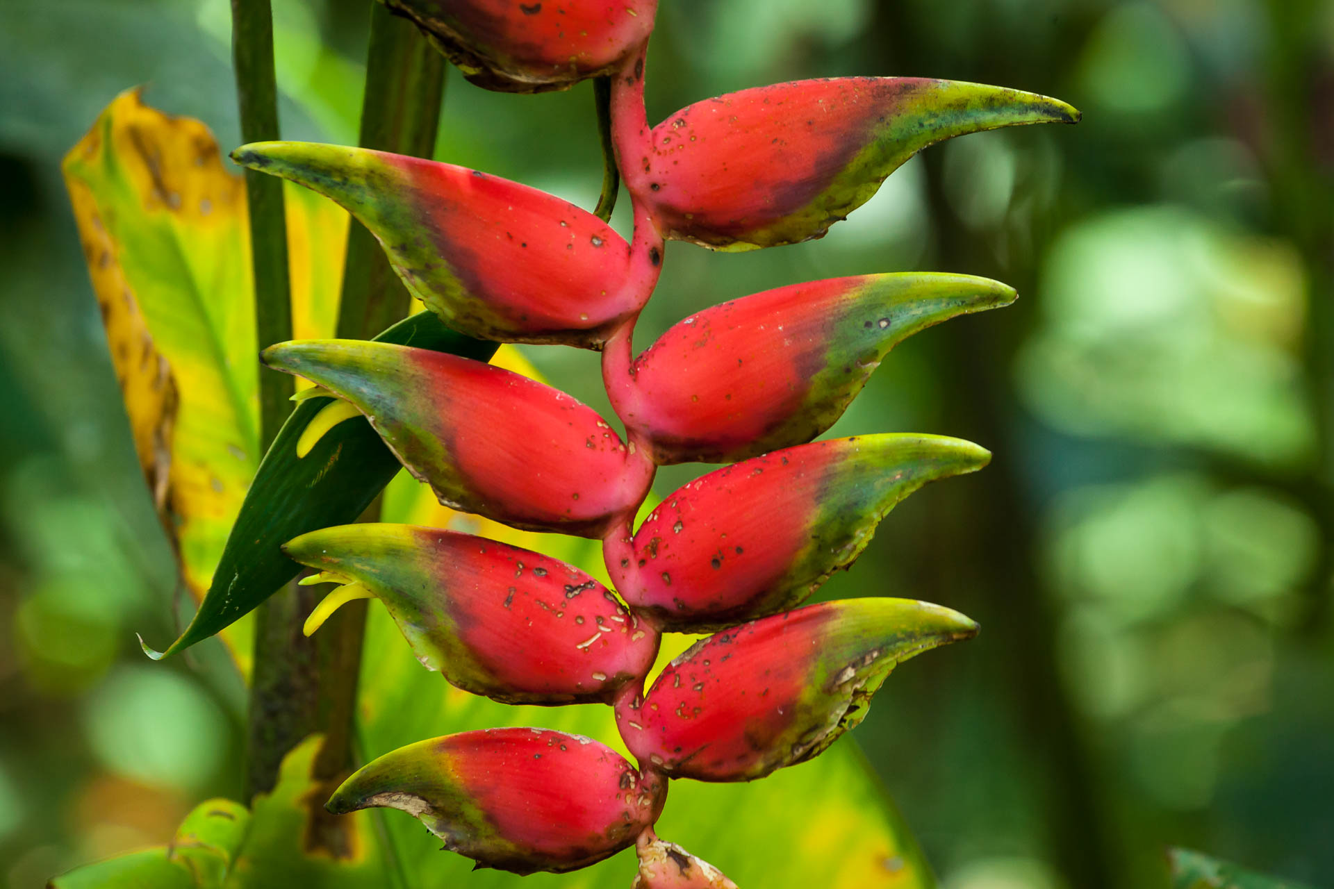 Costa Rica